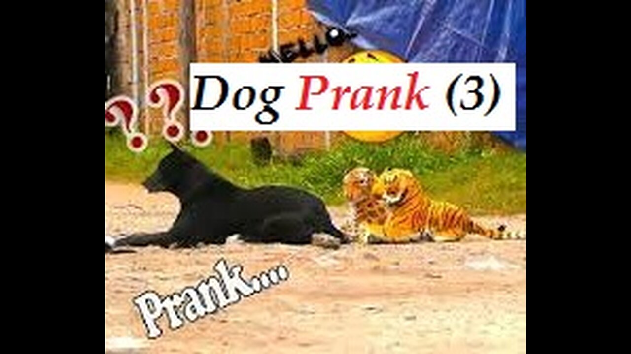 Prank Dog Funny (3)