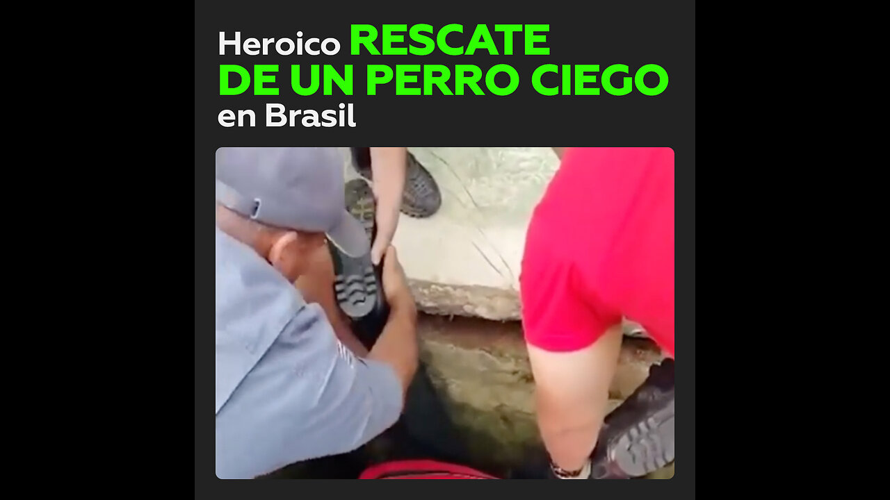 Perro con discapacidad visual es rescatado de una tubería en Sao Paulo, Brasil