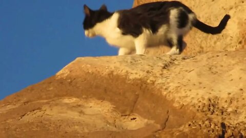 Our Cats #42: Hiking Up the Cliffs with Cats at Sunset