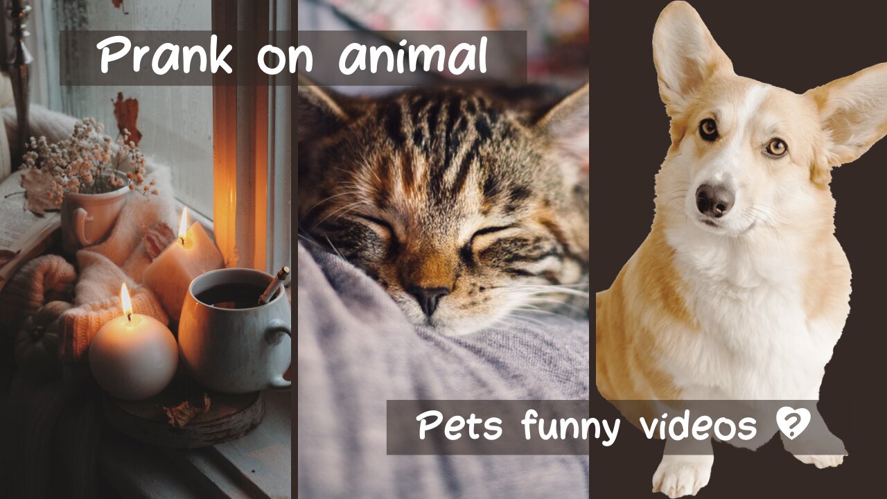 Funniest animal videos 2023 🤣 cats and dogs