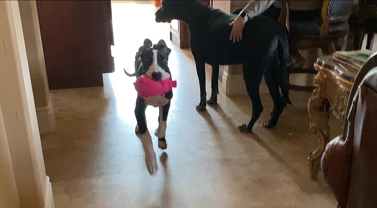 Funny Great Dane Puppy Runs Hallway Zoomies with Her Oinker Pig