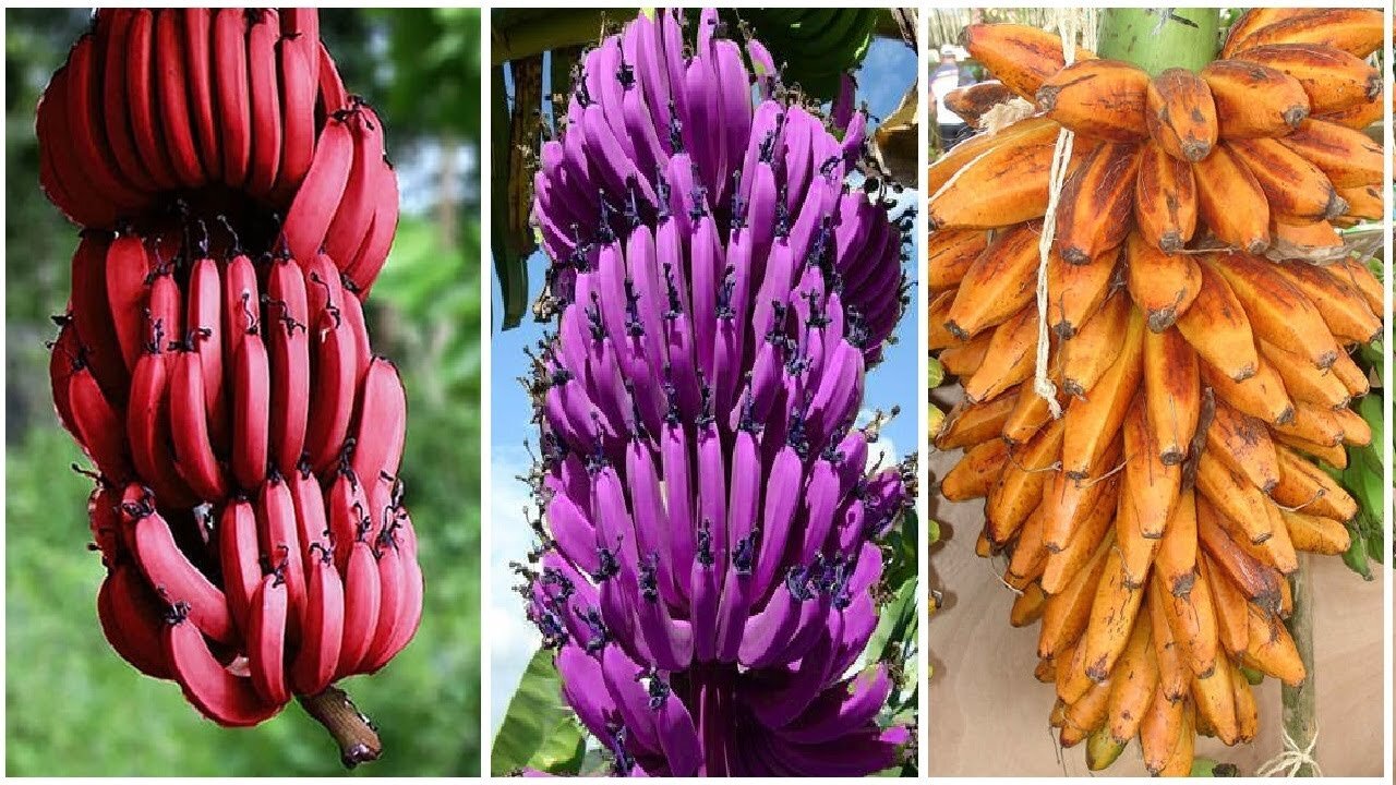 World's Most Expensive Banana - Japanese banana can eat peel - Amazing Japan Agriculture