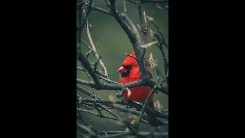 The little bird and the red rose