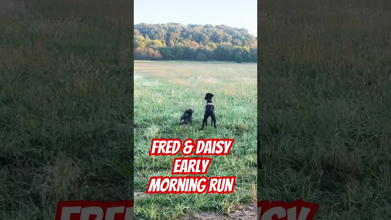 Fred & Daisy early morning dog walks