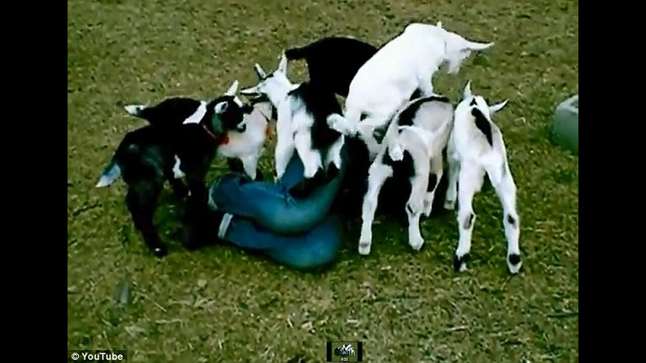 The goat plays and knocks down its friend and knocks her to the ground