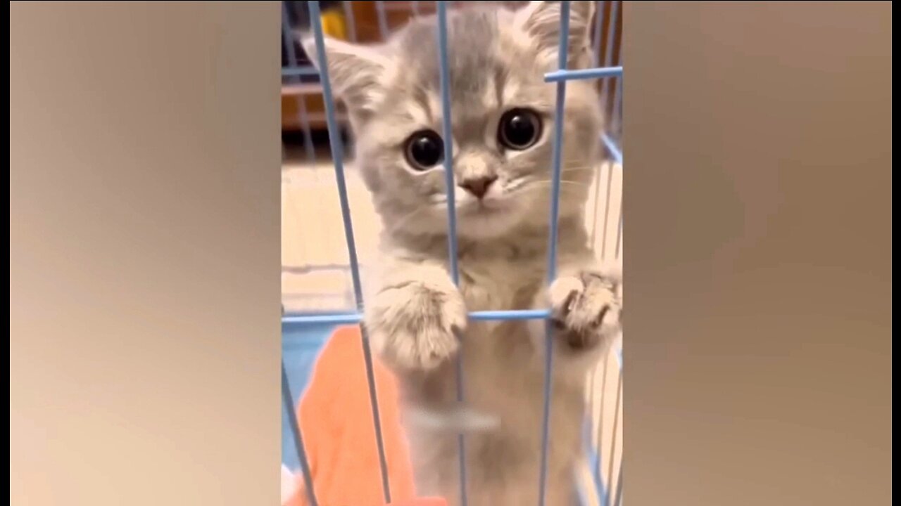 Funny Cute Cat 😅😺 so funny