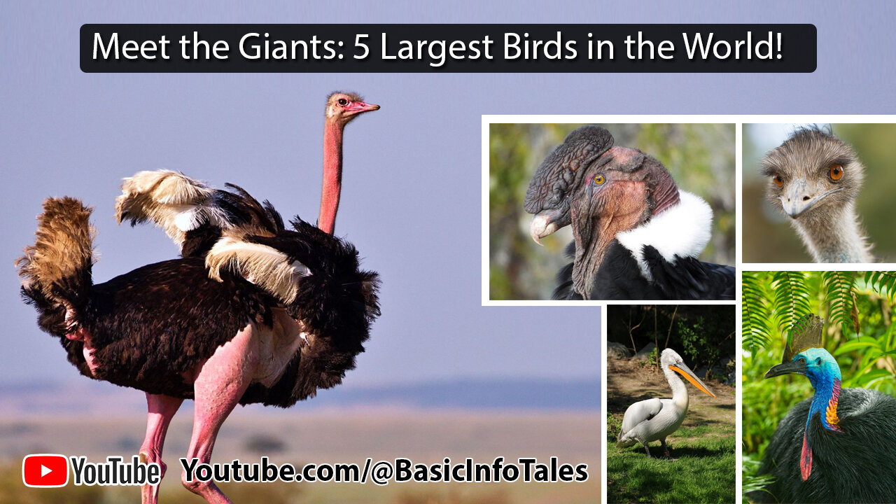 Meet the Giants 5 Largest Birds in the World