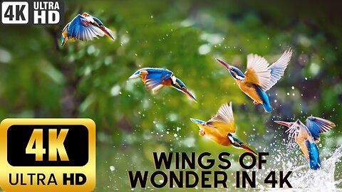 Wings of Wonder: 4K Birdwatching Adventure