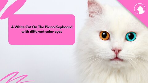 A White Cat On The Piano Keyboard With Different Color Eyes
