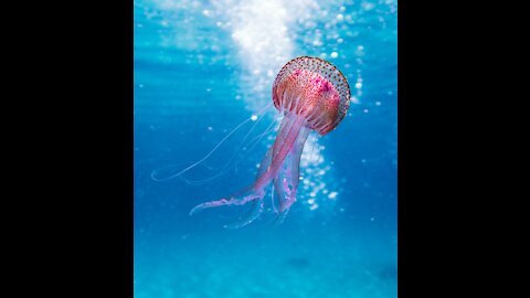 The most dangerous marine species is jellyfish