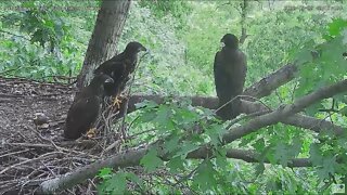Hays Bald Eagles H17 branches 2022 05 22 12 07 51 992