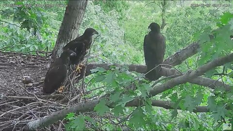 Hays Bald Eagles H17 branches 2022 05 22 12 07 51 992