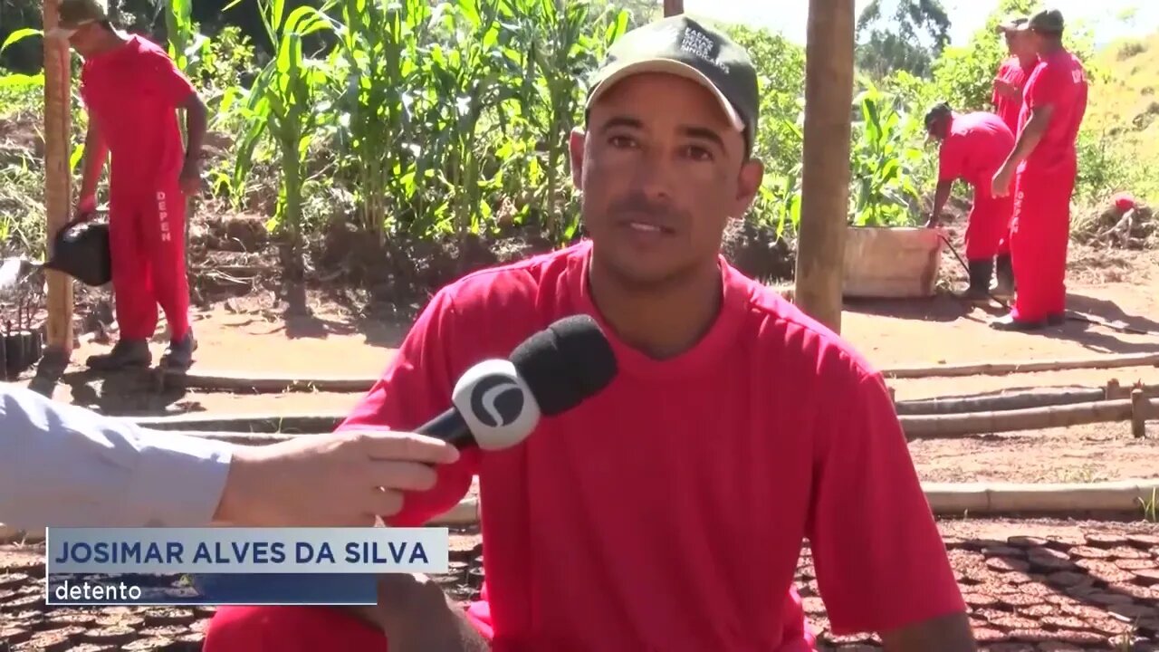 Vale do Mucuri: Detentos da penitenciaria de Teófilo Otoni produzem mudas em um viveiro da unidade