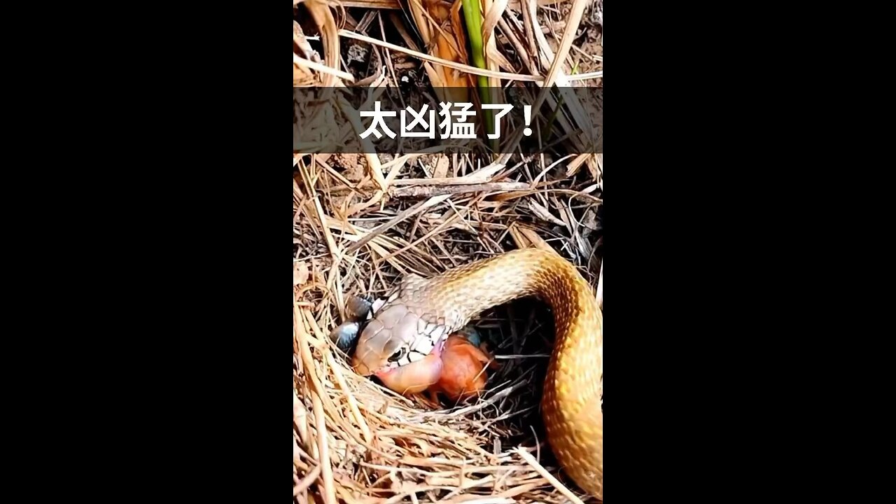 Snake attack on bird babies