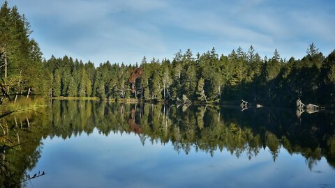 Forest Lake. Sounds of nature. Noise of water. Relax.