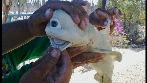 Baby Shark Found With A Human Face Caught