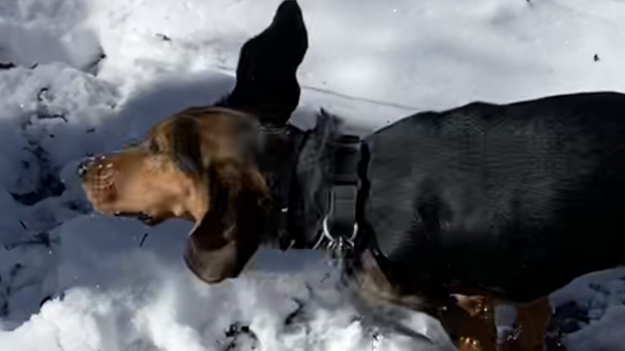 Snow Beagle