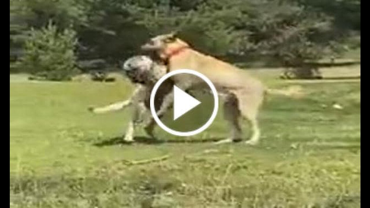 Anatolian Shepherd Dogs Vs