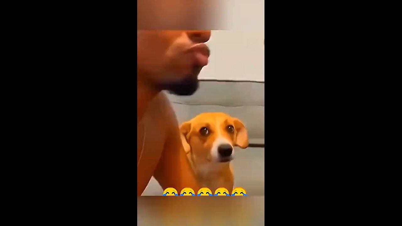 Funny Dog moment