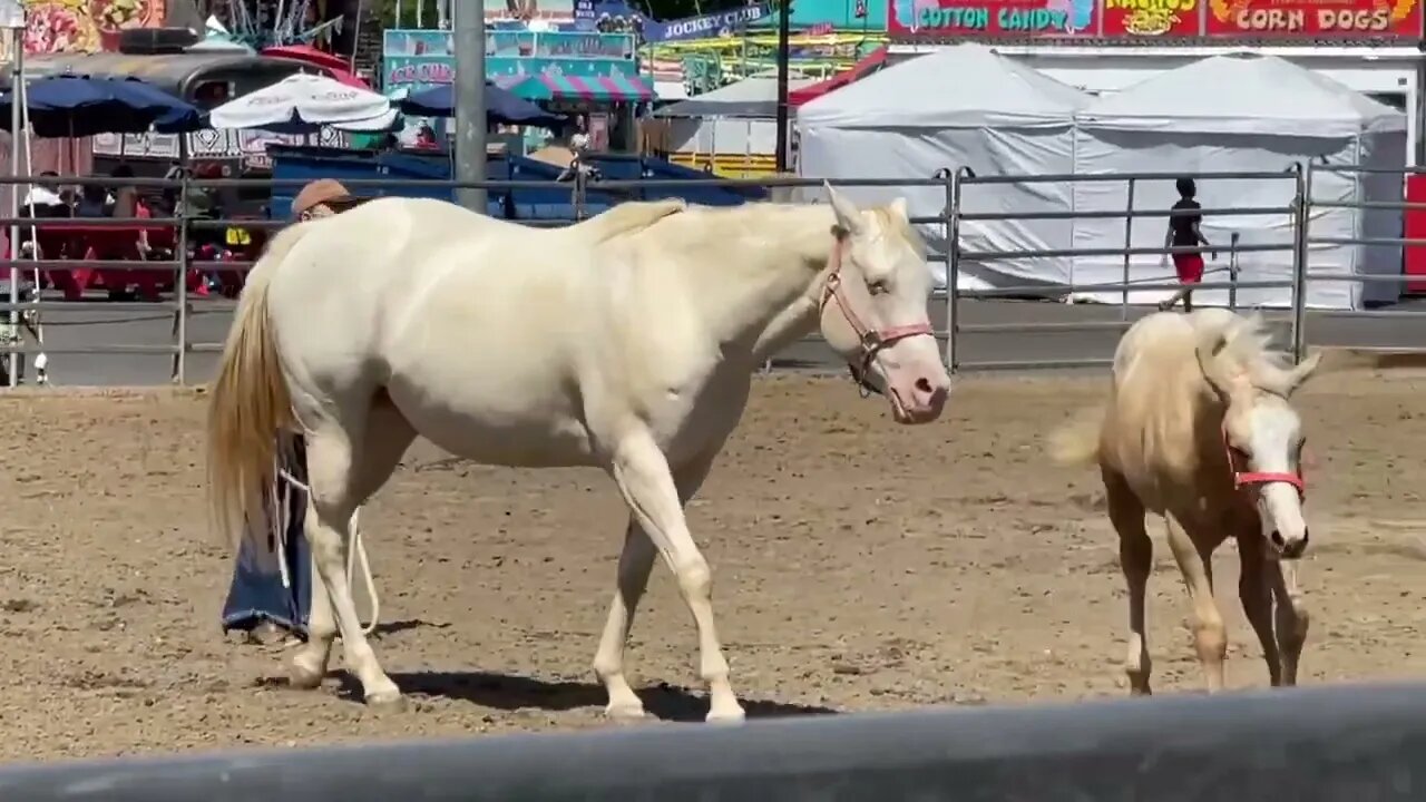 Baby & Mother Horses along with a Bonus Painted horse display