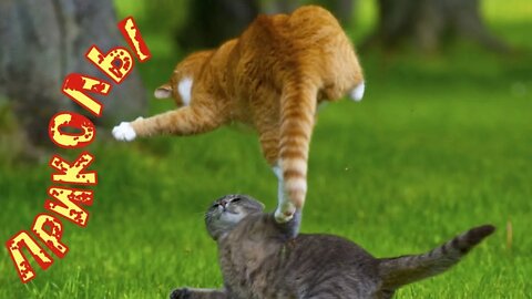 Смешные Коты 1 Funny Cats Юмор