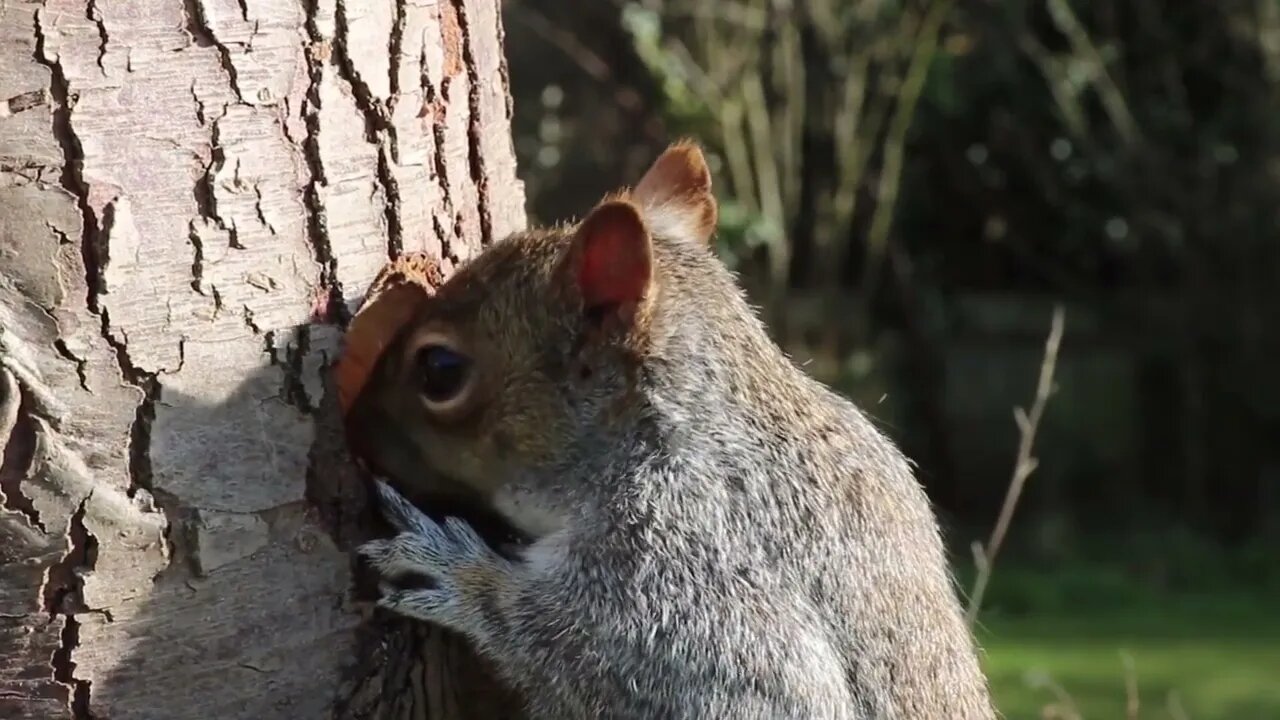 try not to laugh