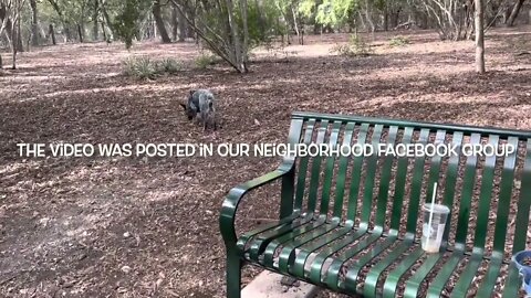 A day at the dog park and accused of being the poop bandit