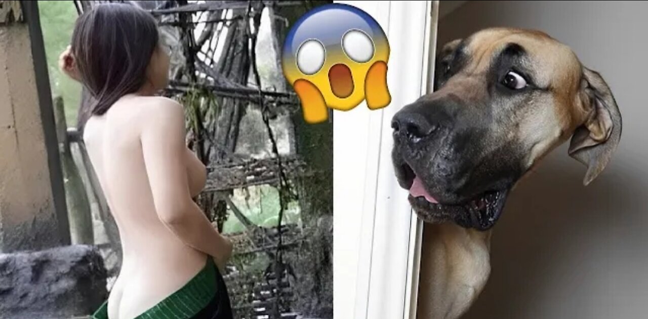 Best Funny Animal Videos 2022 - Funniest Cats 🐈 and Dogs 🐕 Video