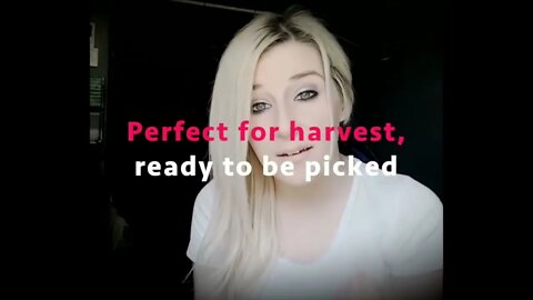 The Fruits of Our Labor Ready for HARVEST - Jonathan Kleck