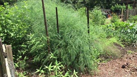 Community Garden Tour | Virginia Beach Garden Club
