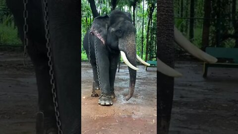 Majestic elephant Sakrabylu camp#shorts #elephant #reels