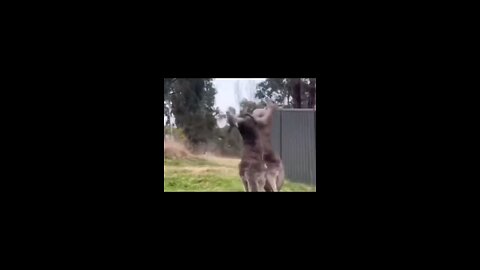 kangaroos fight