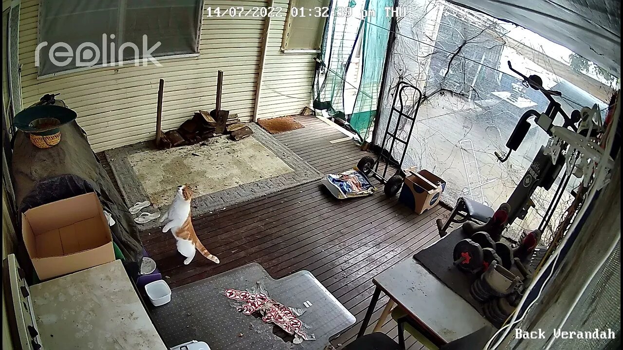 big white & ginger back veranda