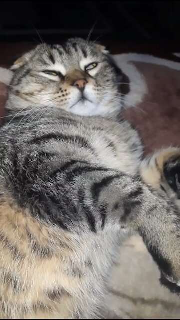 Waking Up ADORABLE Cat!