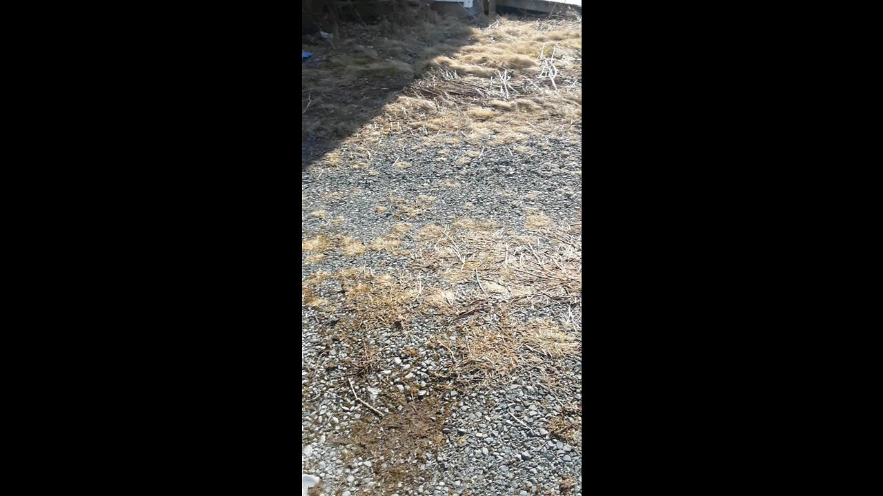 Out for a little walk