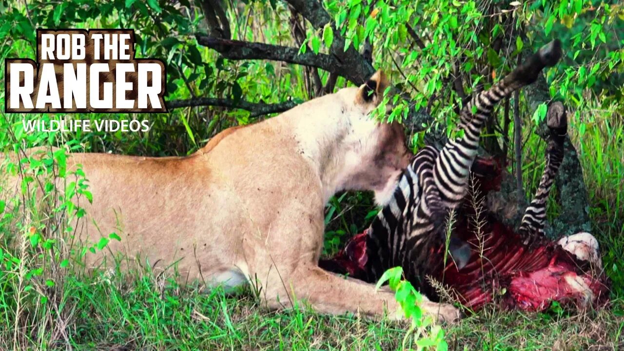 Lionesses With A Zebra Meal | Maasai Mara Safari | Zebra Plains