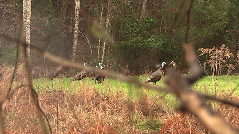 Turkey Hunting