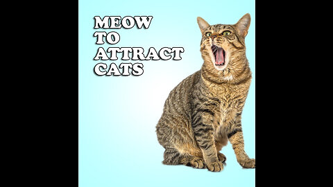 Sounds that attract cats - Meow to make cats come to you