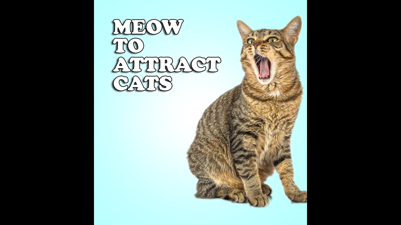 Sounds that attract cats - Meow to make cats come to you