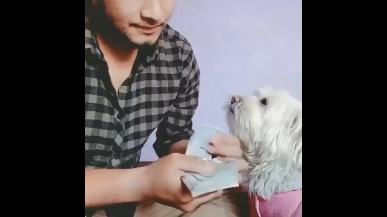 Funny dog helps count money