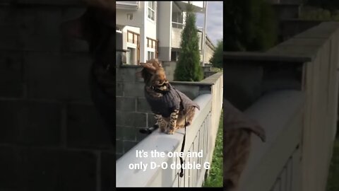 It's the one and only D-O double G #shorts