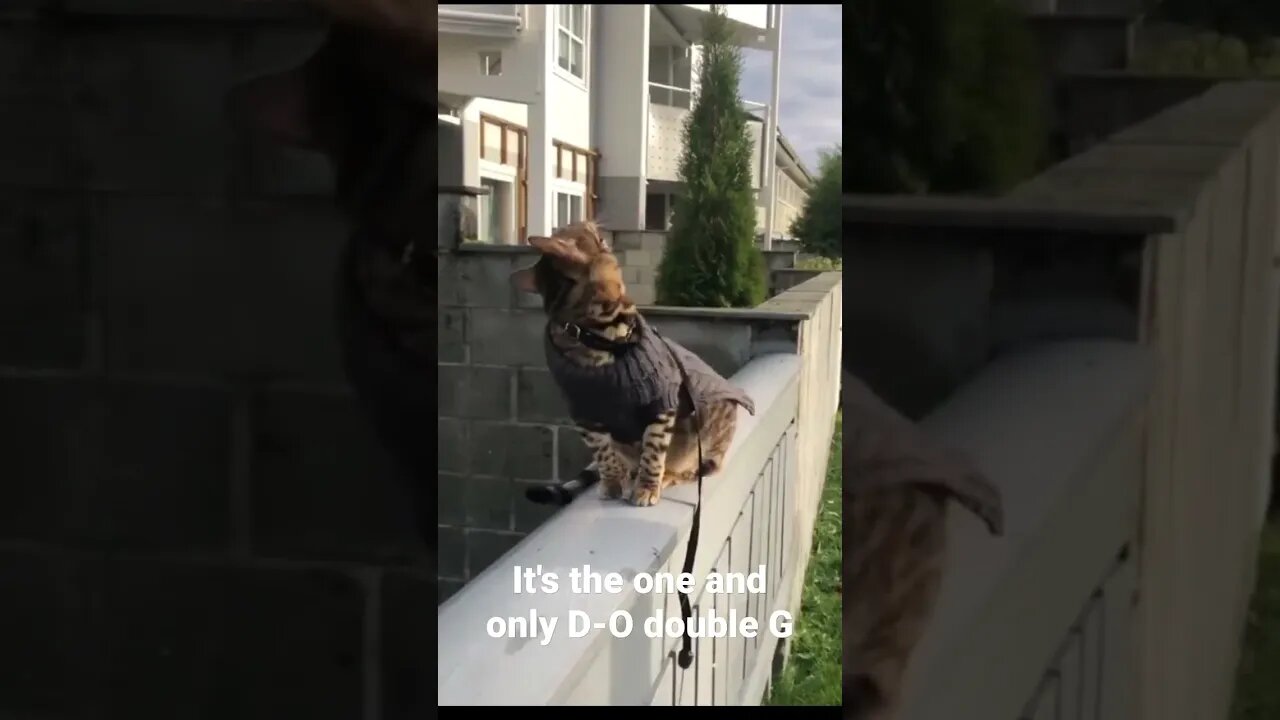 It's the one and only D-O double G #shorts