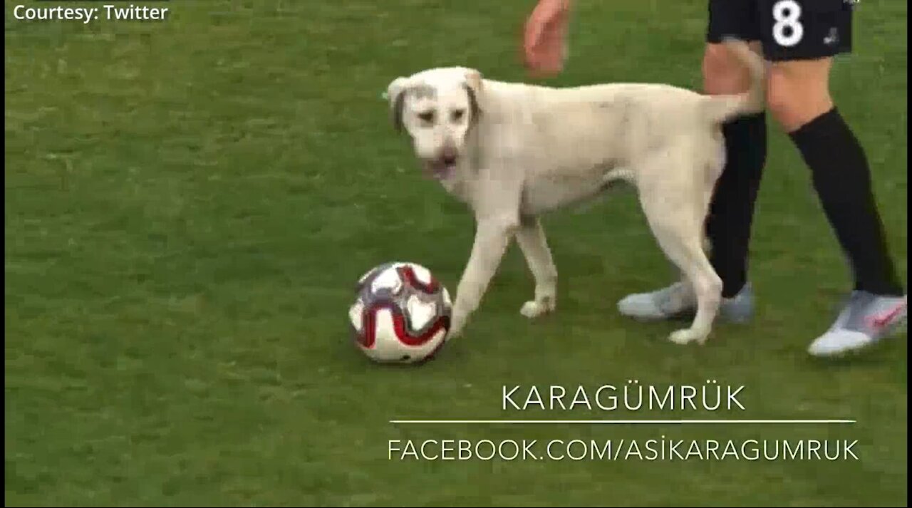 The dog just wants to play with the ball