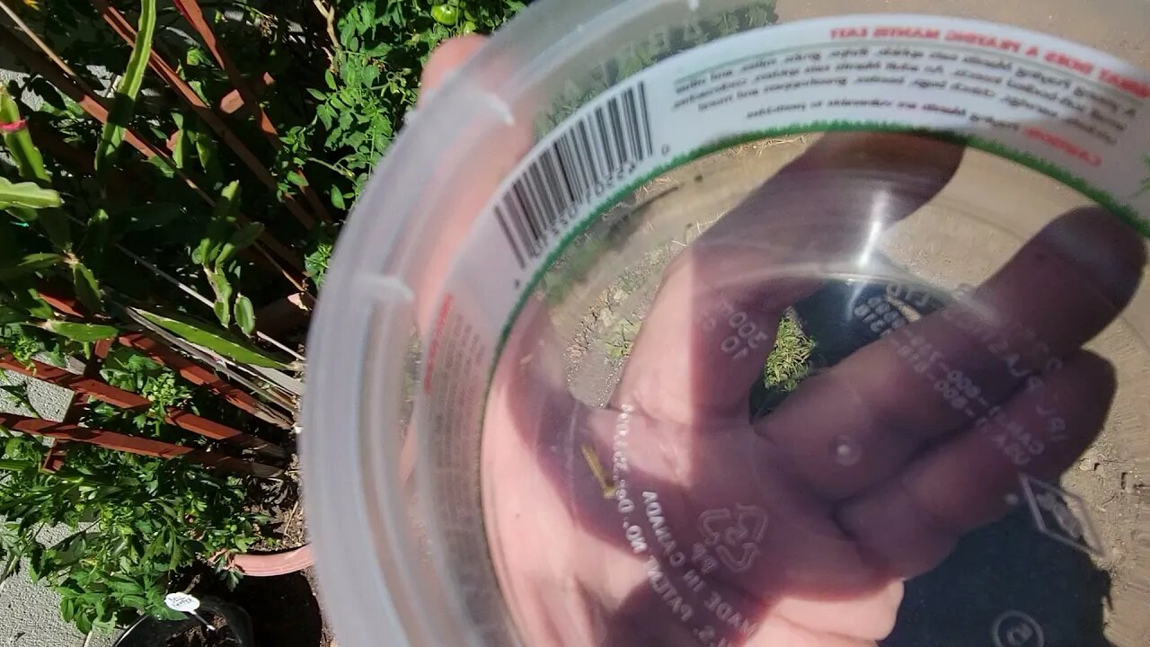 MANTIS FOR GARDEN