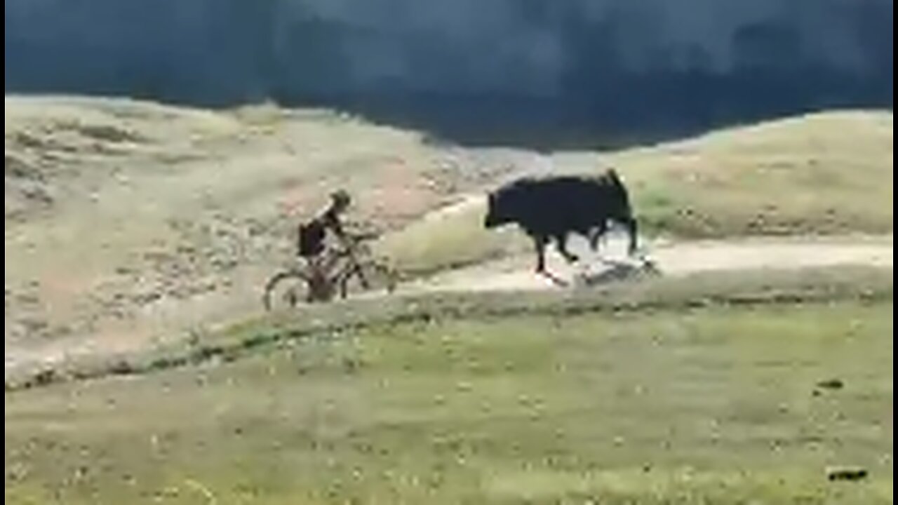 Biker Vs Bull