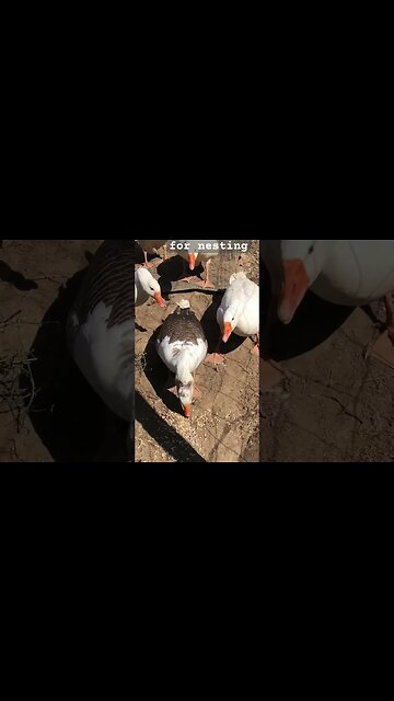 Geese locked up for nesting