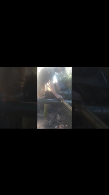 tratamento do bambu cana da Índia e mosso