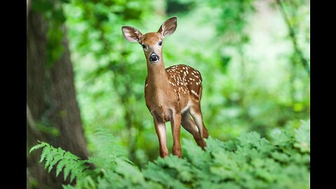 The Ultimate Wild Animal Wildlife of Mudumu National park With Real Sounds 4K.