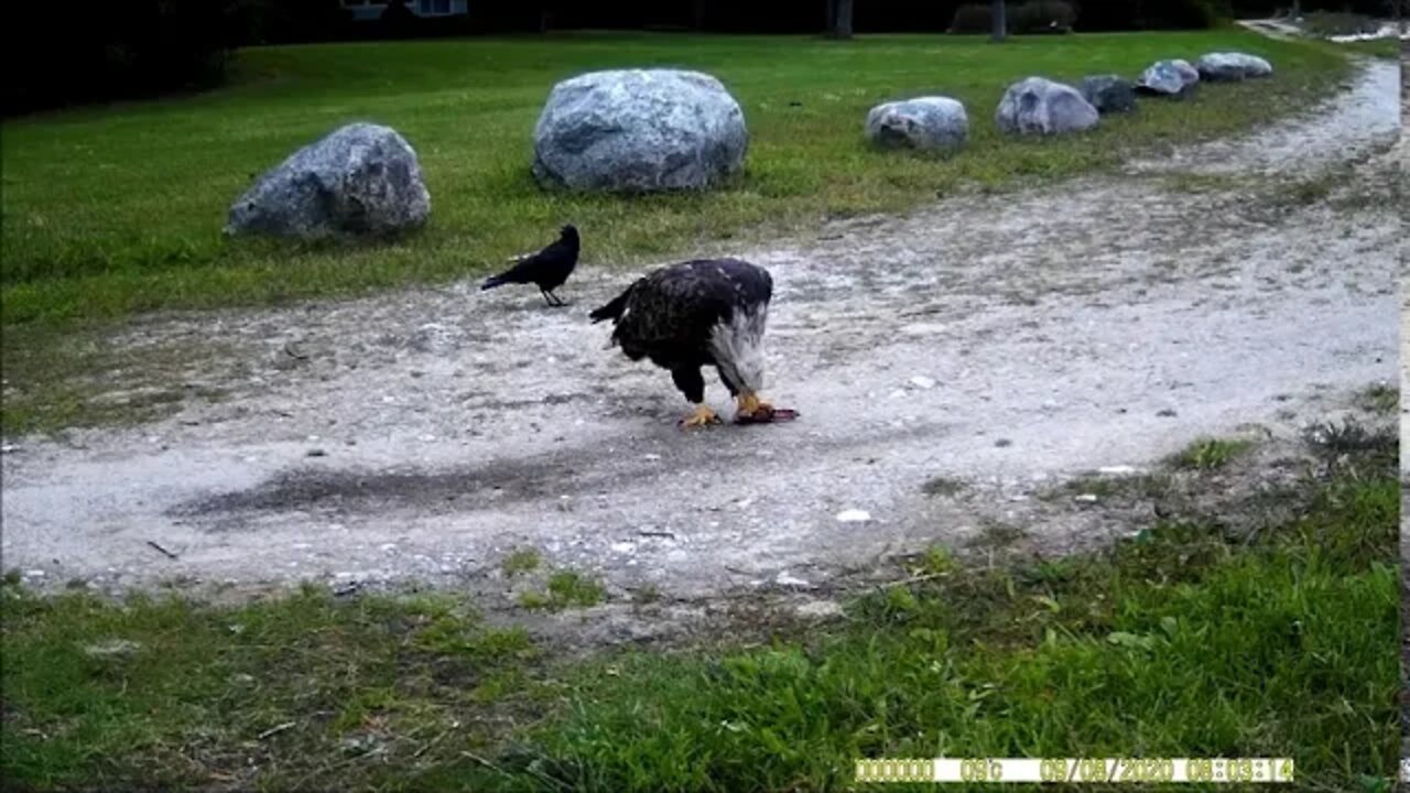 Bald Eagle On My Trailcam