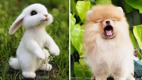 Best Funny Pets Videos😂🤣😅